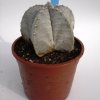 Opuntia_microdasys_f_rubra_2